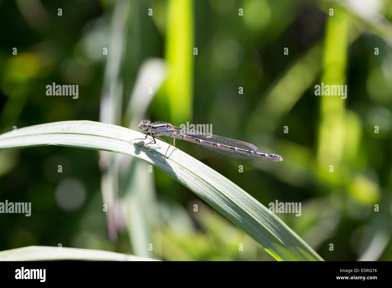 Damselfly, Zygoptera, insetti impollinatori; appoggiata su una foglia Foto Stock