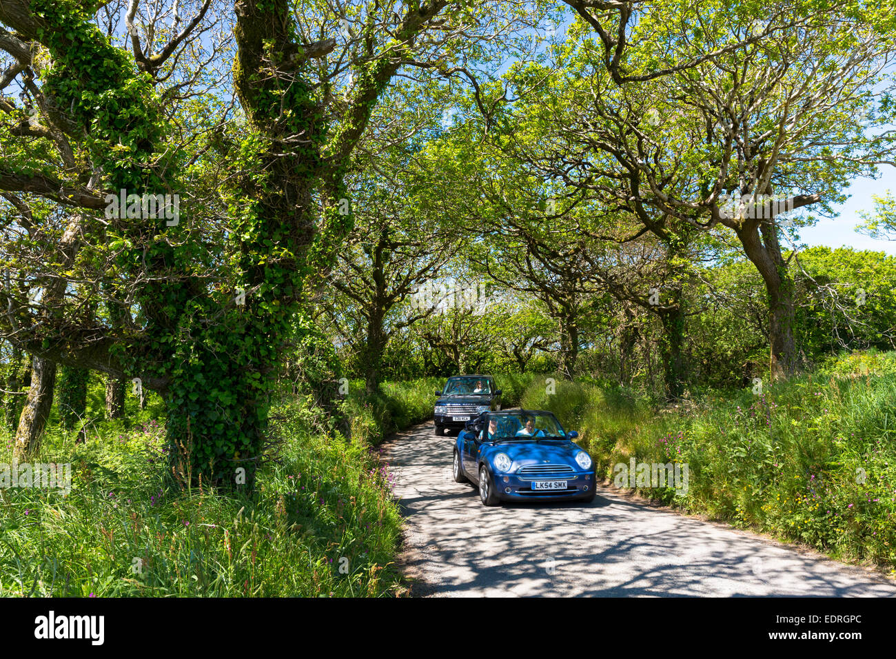 La guida blu Mini Cabrio berlina lungo il vicolo del paese a Hartland in North Devon, Inghilterra meridionale, Regno Unito Foto Stock