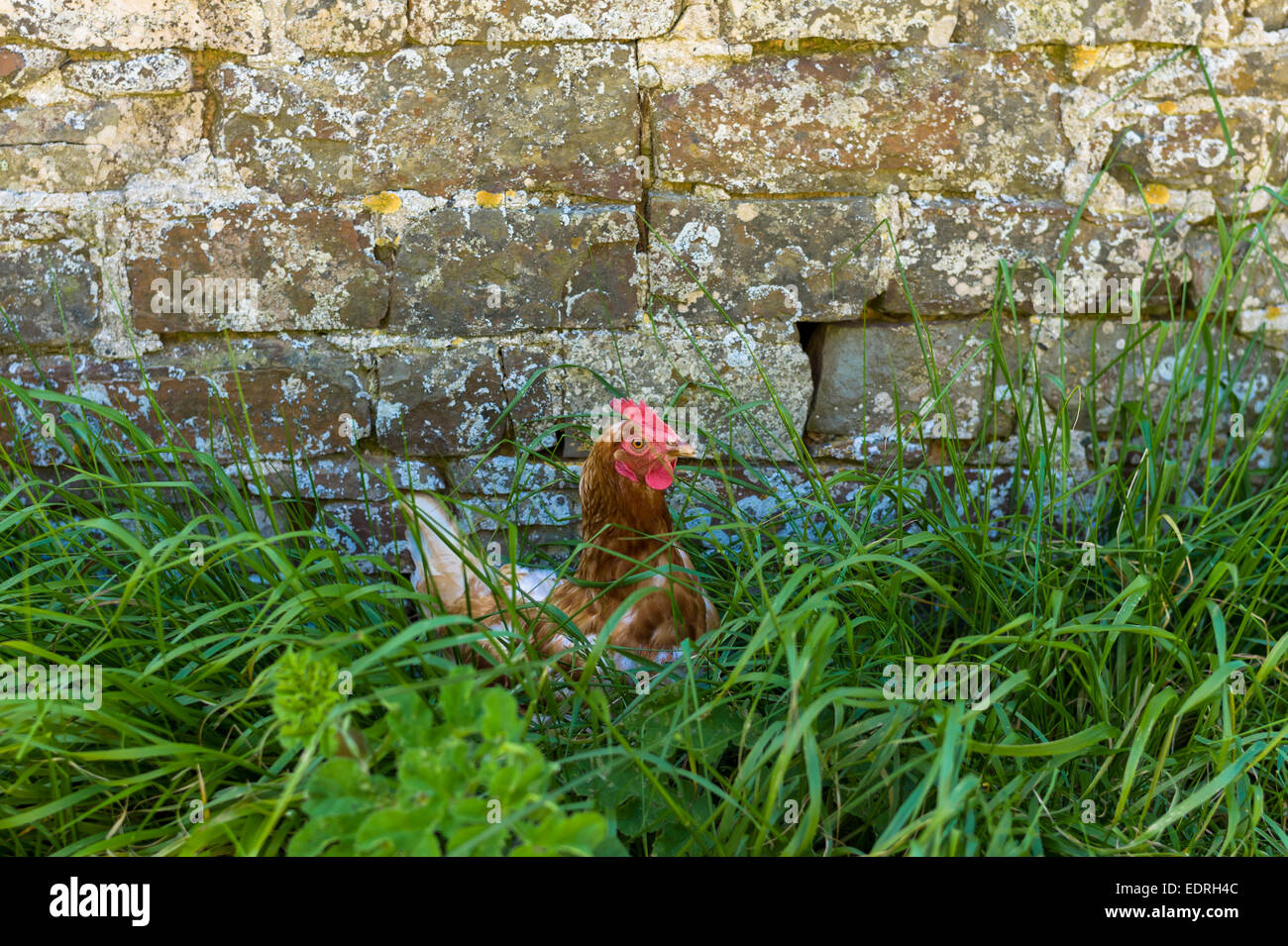 Marrone screziato hen, Gallus gallus domesticus, in erba lunga da una vecchia fattoria in pietra costruzione nel Devon, Inghilterra meridionale, Regno Unito Foto Stock