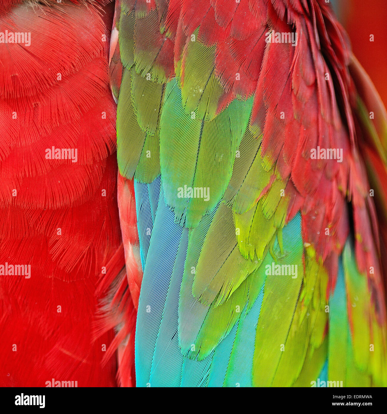 Bellissimo sfondo di Greenwinged Macaw piume Foto Stock