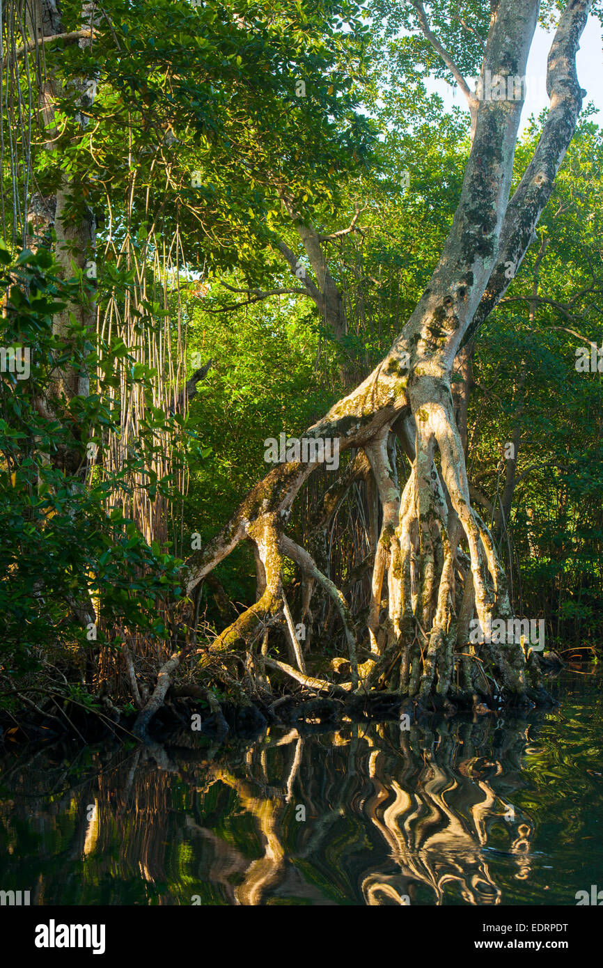 Dominikanische Republik, Nordosten, Rio San Juan, Laguna Gri-Gri Foto Stock