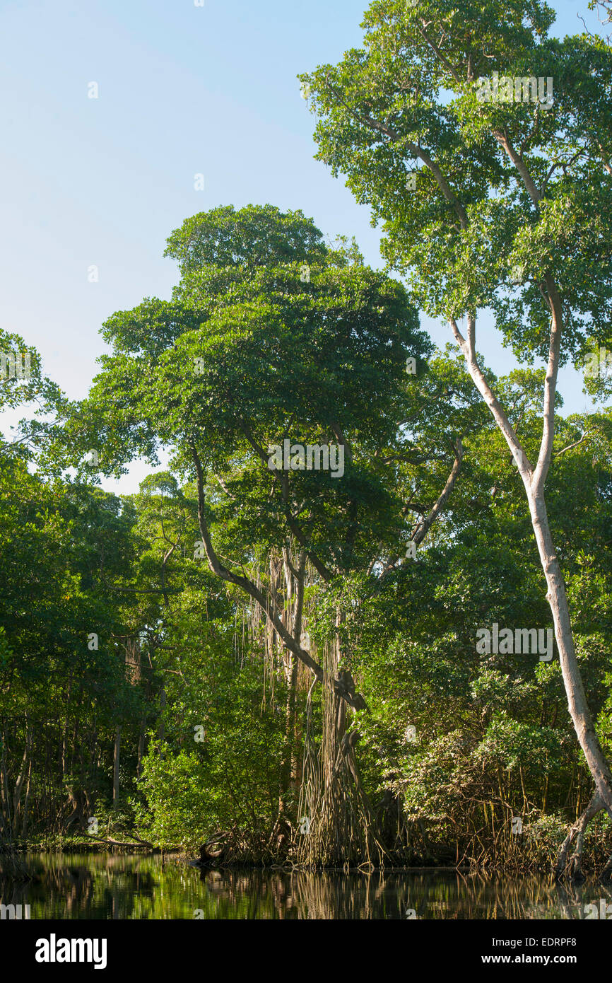 Dominikanische Republik, Nordosten, Rio San Juan, Laguna Gri-Gri Foto Stock