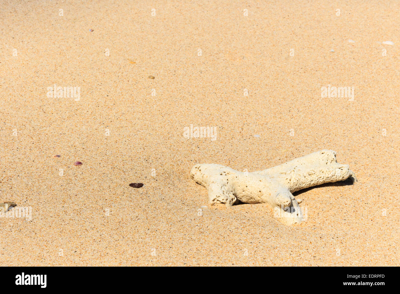 Un corallo sulla spiaggia di Trang ,Thailandia Foto Stock