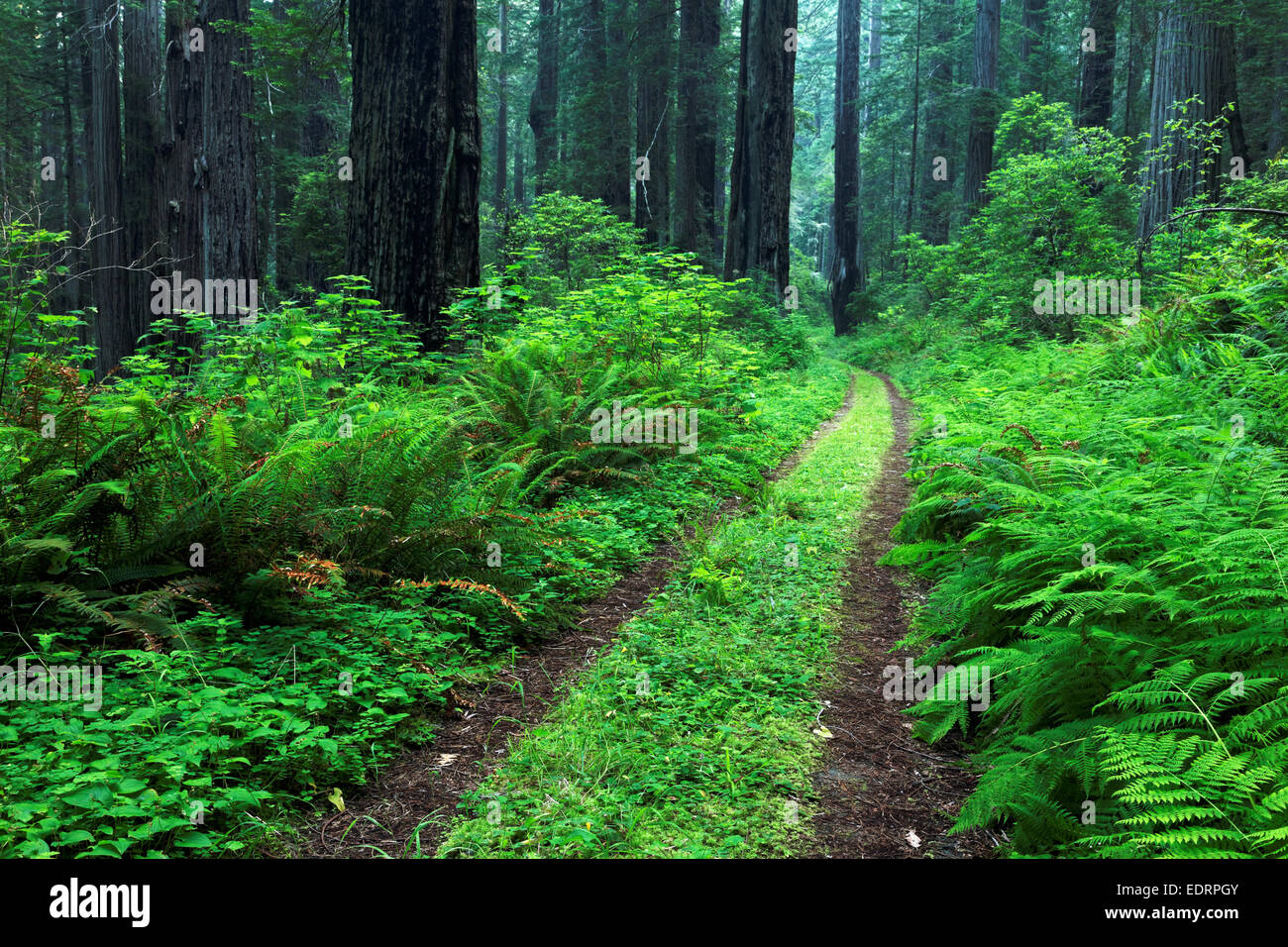 Il sentiero costiero attraverso la foresta di redwood, Del Norte Coast Redwoods State Park, Del Norte County, California Foto Stock