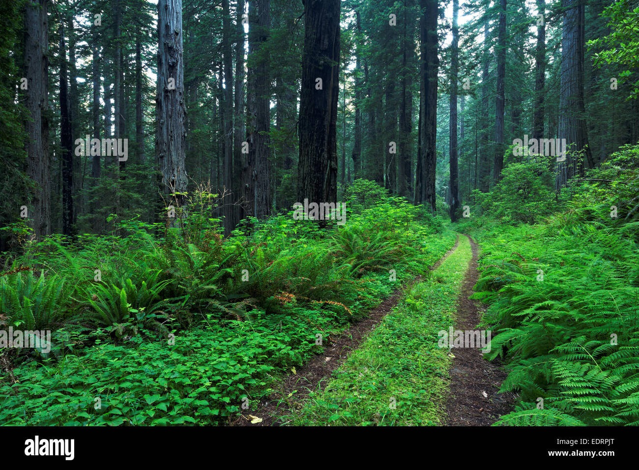 Il sentiero costiero attraverso la foresta di redwood, Del Norte Coast Redwoods State Park, Del Norte County, California Foto Stock