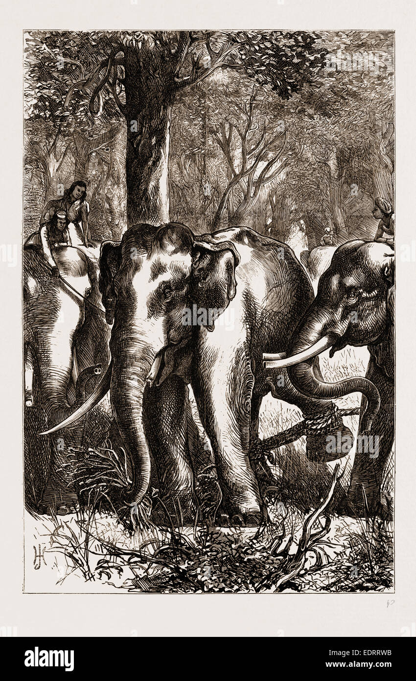 Il Principe di Galles la caccia nel TERAI: CAPTIVE MONARCH, 1876 Foto Stock