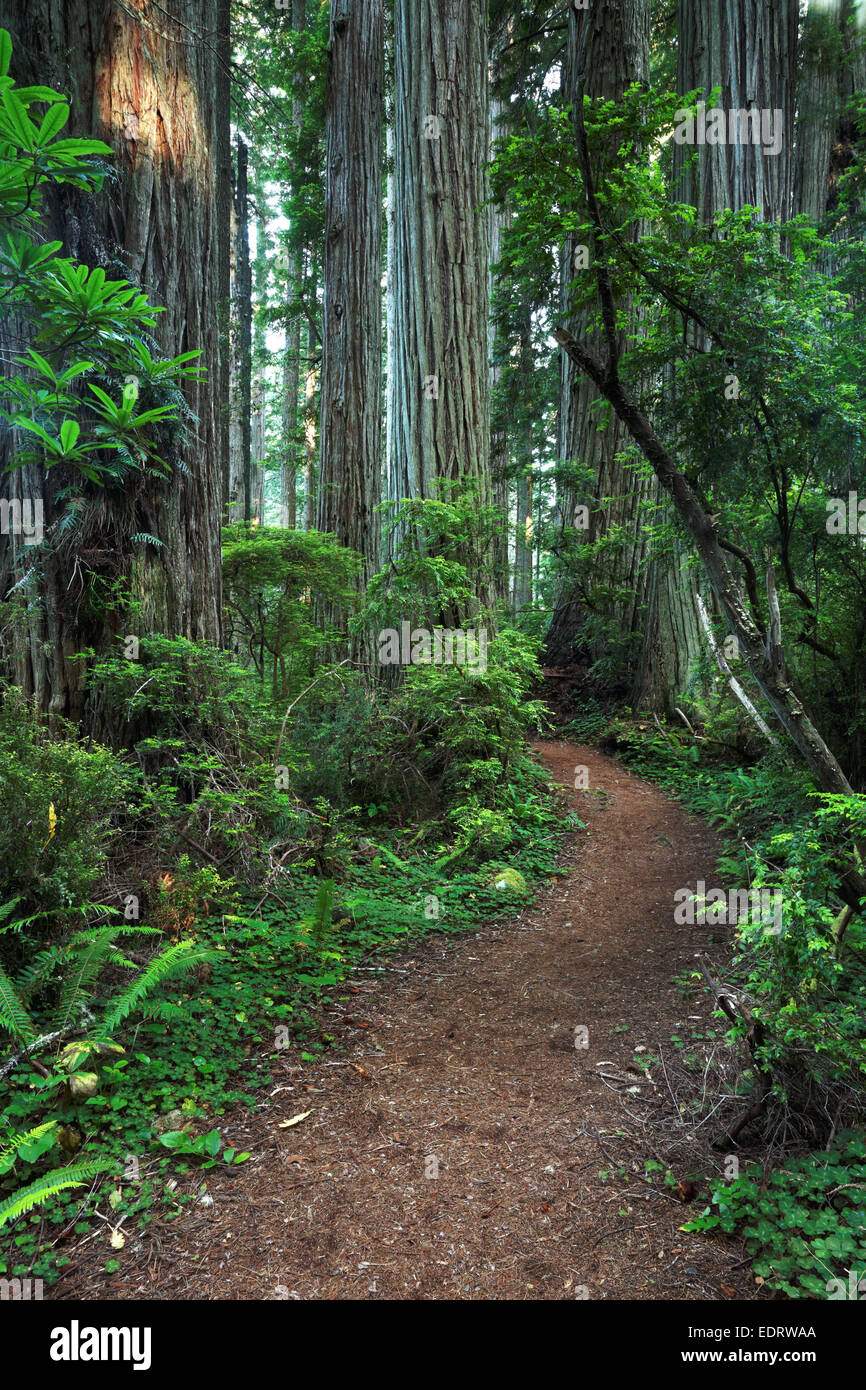 La dannazione Creek sentiero attraverso la foresta di redwood, Del Norte Coast Redwoods State Park, Del Norte County, California Foto Stock