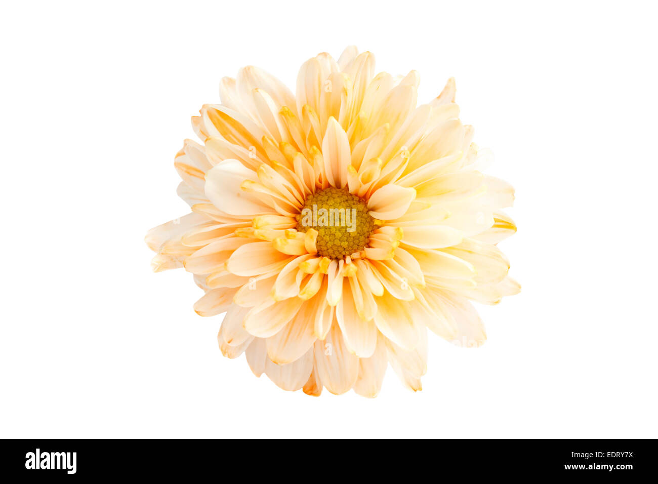 Colore arancione crisantemo su sfondo bianco (isolato) Foto Stock