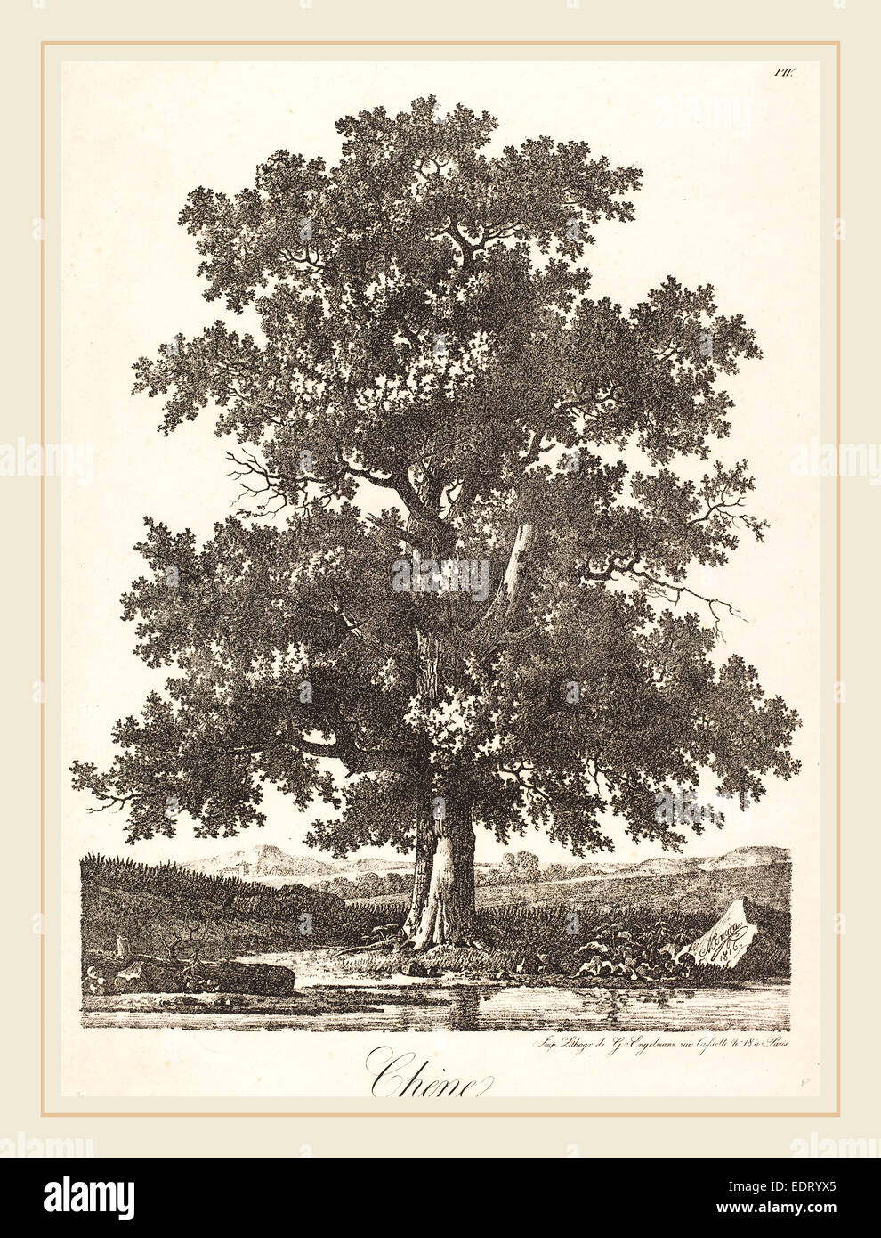Antoine-Pierre Mongin (Francese, 1761-1762-1827), Chene (Quercia), 1816, litografia Foto Stock