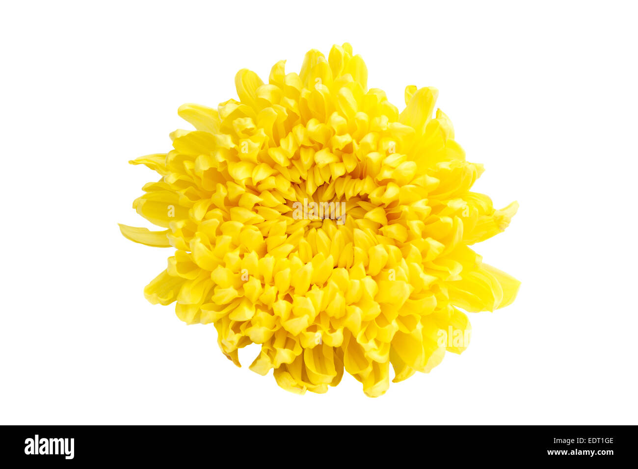 Colore giallo crisantemo su sfondo bianco (isolato) Foto Stock