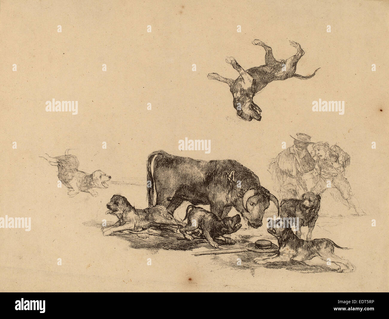 Francisco de Goya, Bull attaccato da cani, Spagnolo, 1746 - 1828, c. 1825, litografia Foto Stock