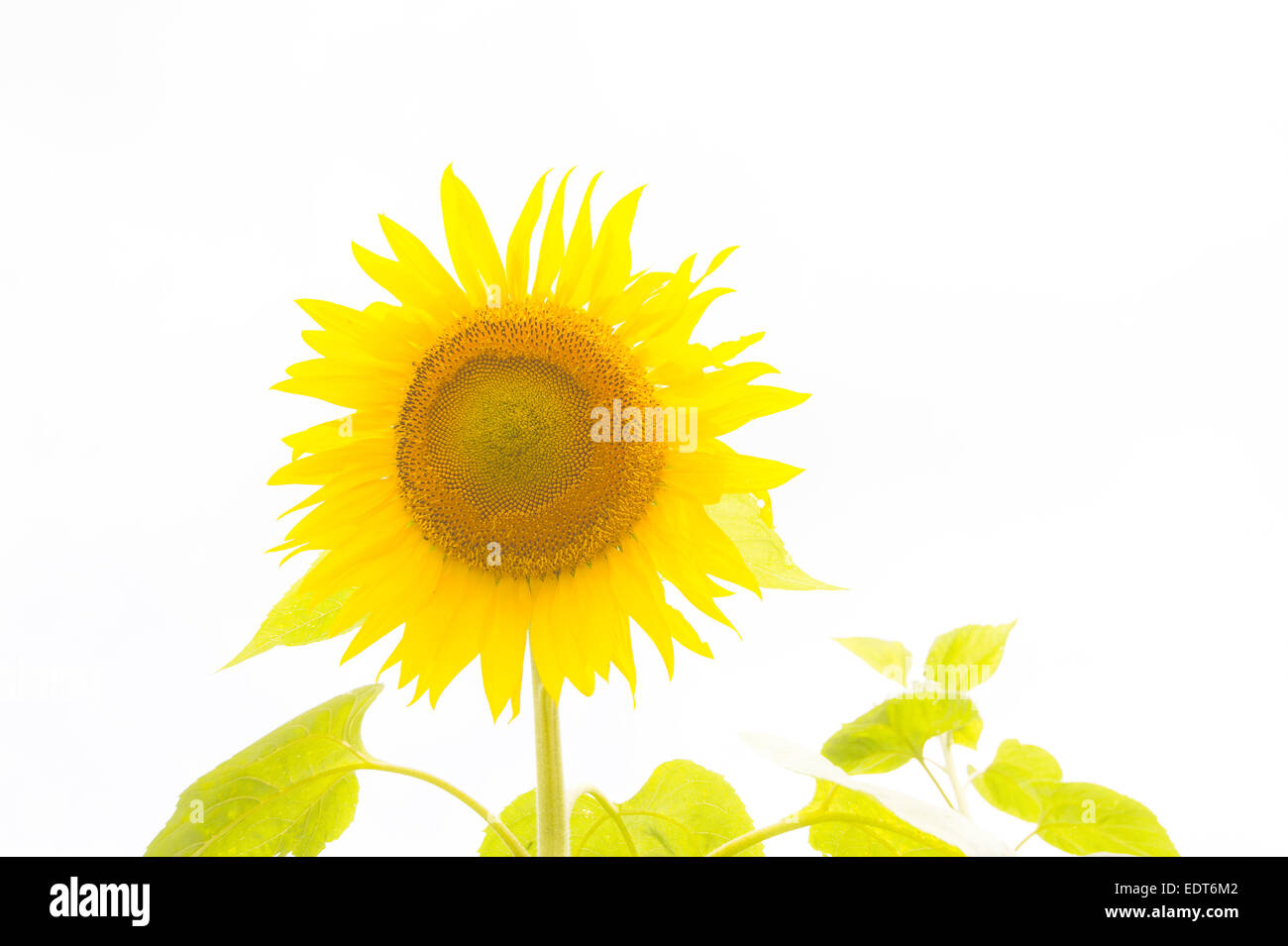 Luminoso giallo girasole Foto Stock