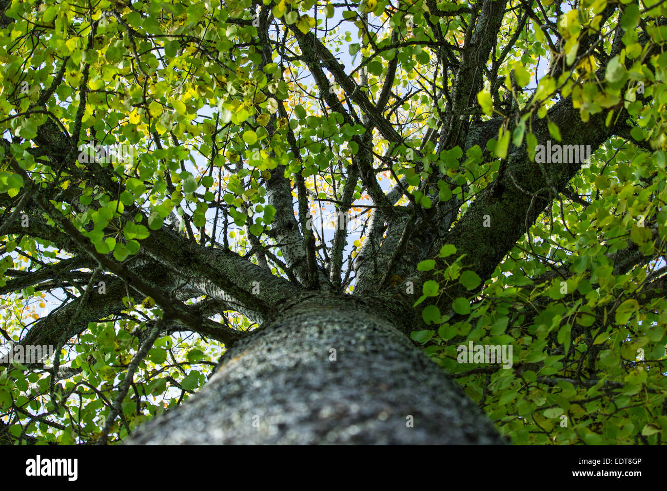 All'interno di un albero di asp Foto Stock