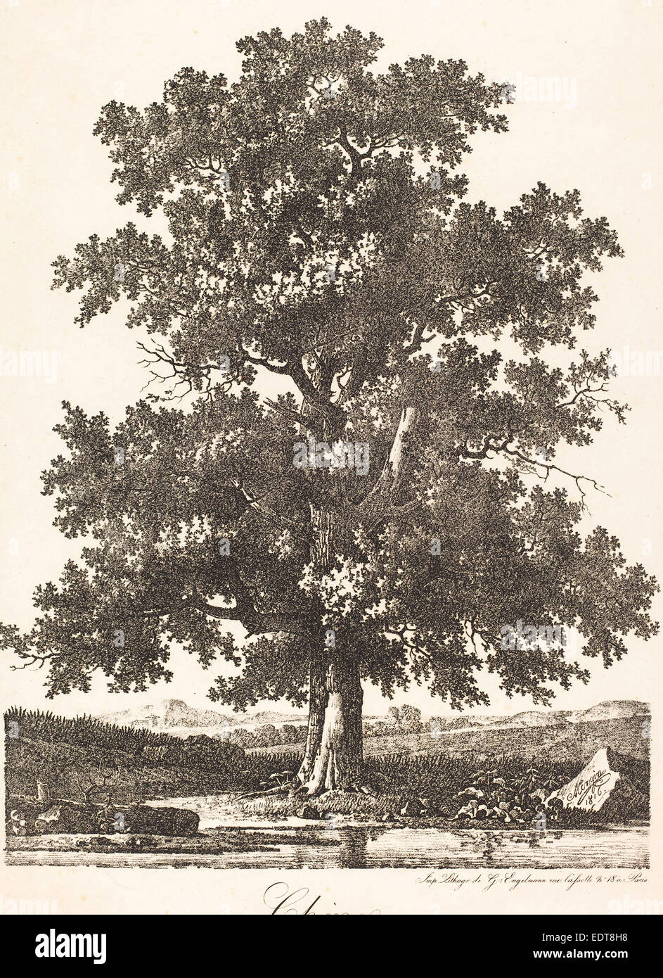 Antoine-Pierre Mongin (Francese, 1761-1762 - 1827), Chene (Quercia), 1816, litografia Foto Stock