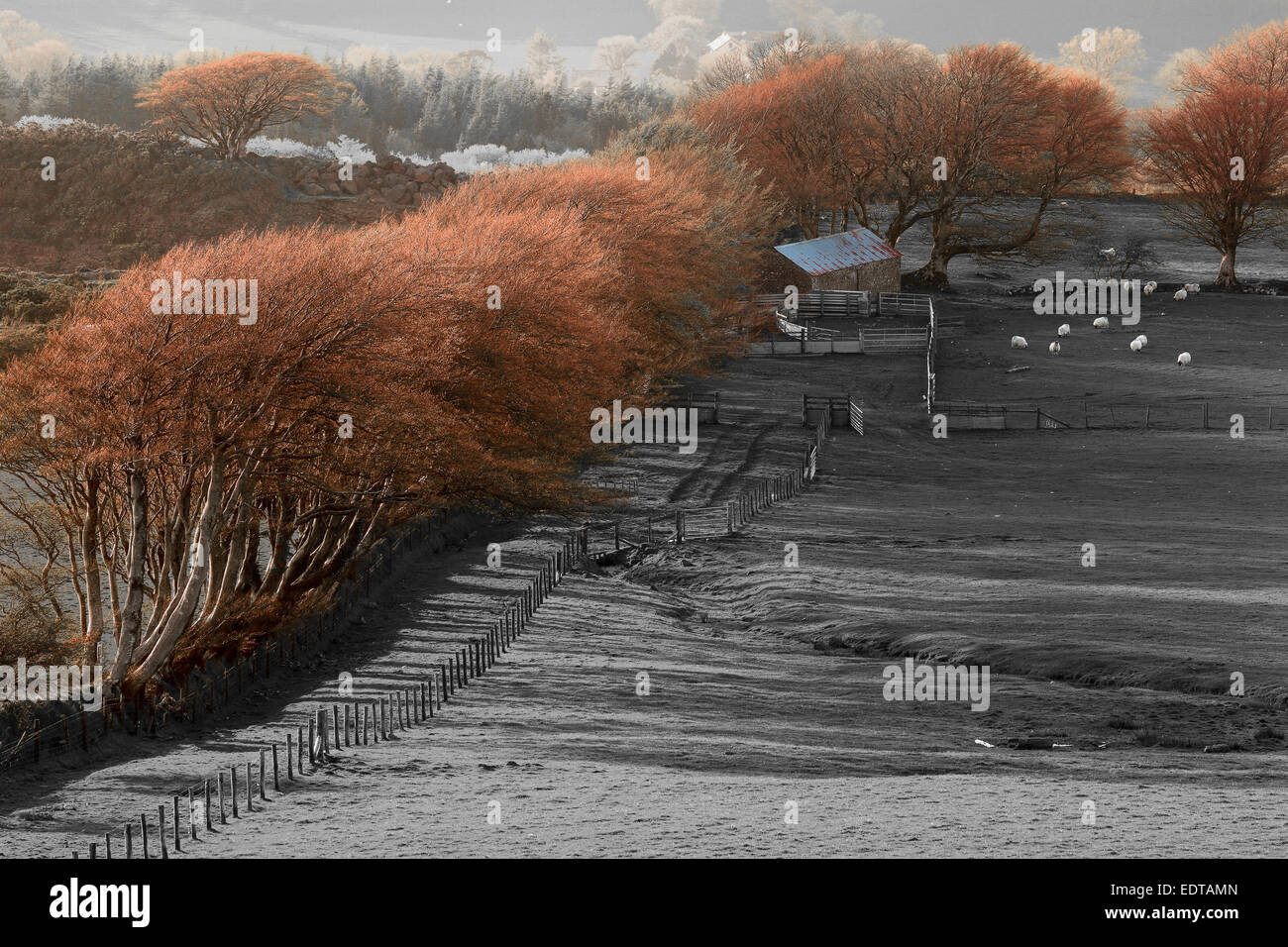 Campagna britannica in autunno con i campi in bianco e nero e gli alberi,granaio e pecore a colori Foto Stock