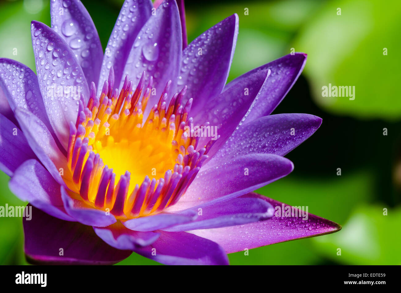 Bel colore e gocce di acqua su purple Lotus o acqua giglio fiore Foto Stock