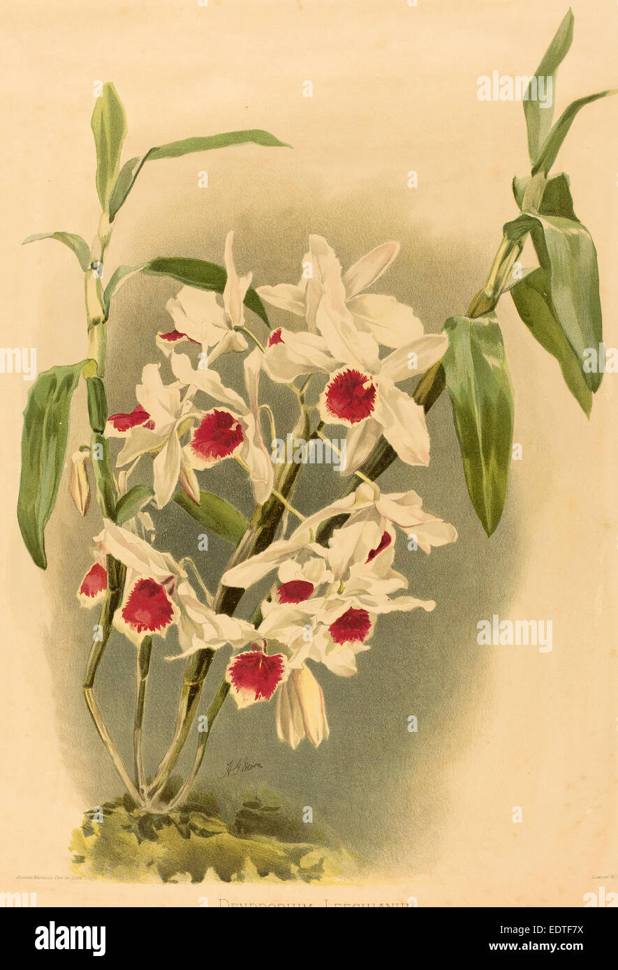 Joseph Mansell dopo Henry George Luna (British, attivo del XIX secolo), Dendrobium Leechianum, Litografia a colori Foto Stock