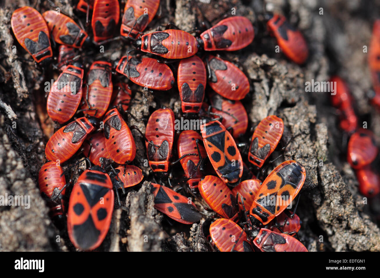 Firebug rosso colonia di insetti sul tronco di albero corteccia. Natura macro. Foto Stock