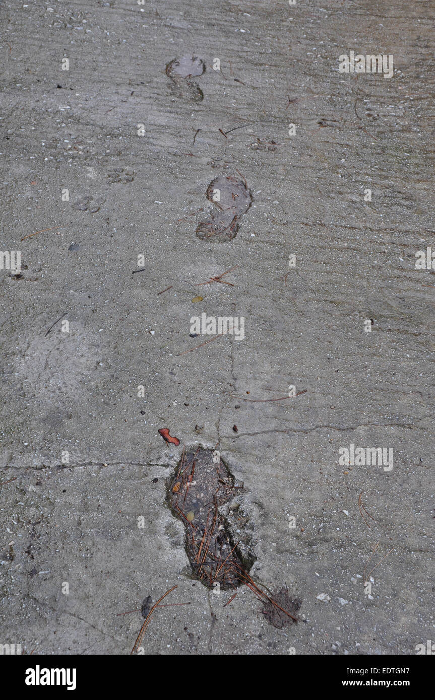 Footprint e zampa del cane le vie impresso sul calcestruzzo bagnato la superficie di sfondo astratto. Foto Stock