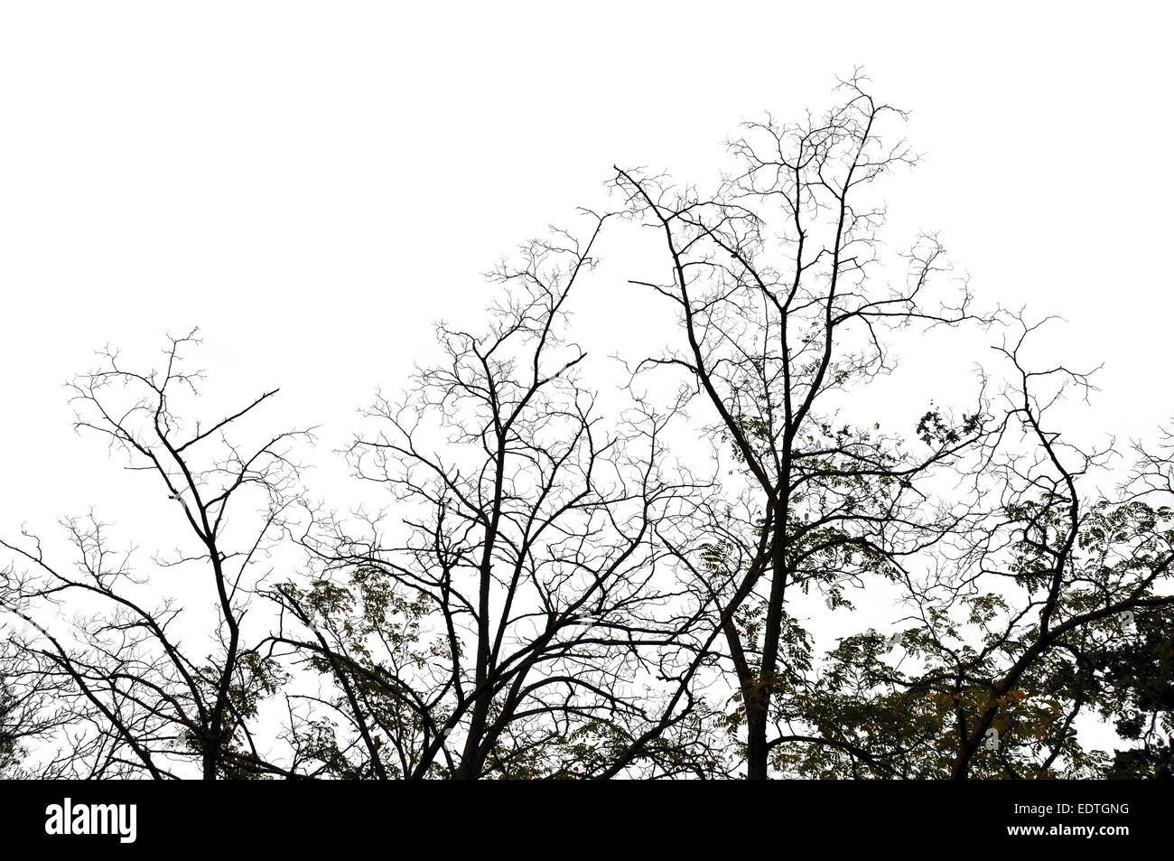 Gli alberi forestali su sfondo bianco. Abstract della natura invernale. Foto Stock