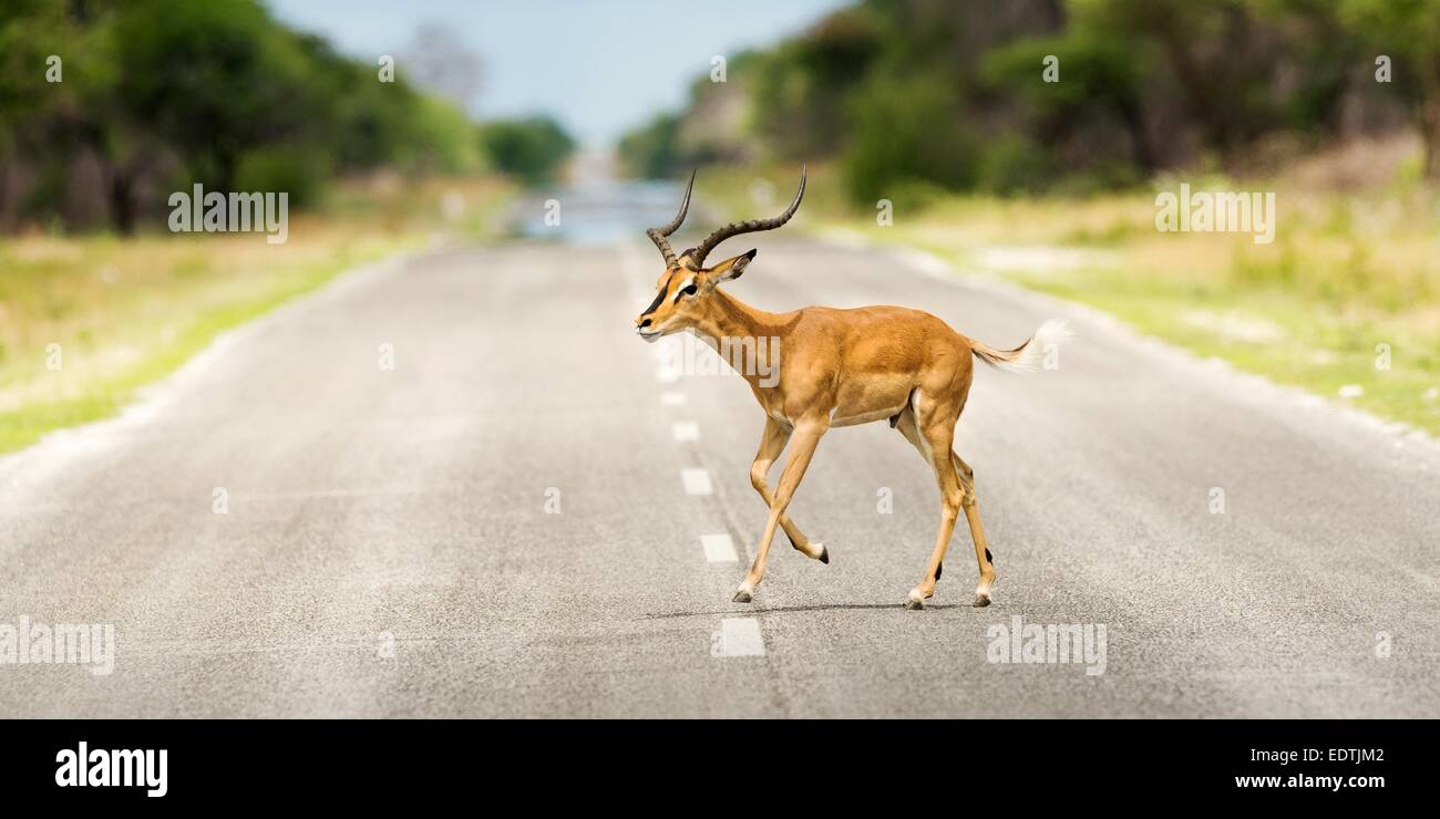 Maschio nero di fronte Impala attraversa la strada asfaltata in prossimità di Etosha National Park, Namibia, Africa. Foto Stock