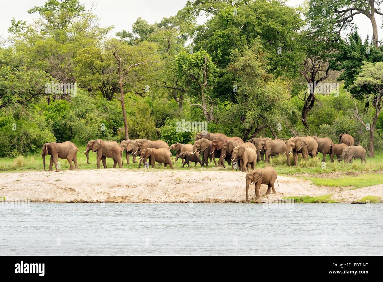 Branco di elefanti africani sulla banca del fiume Zambesi, in Zambia, Africa, raffigurato dalla riva opposta. Foto Stock