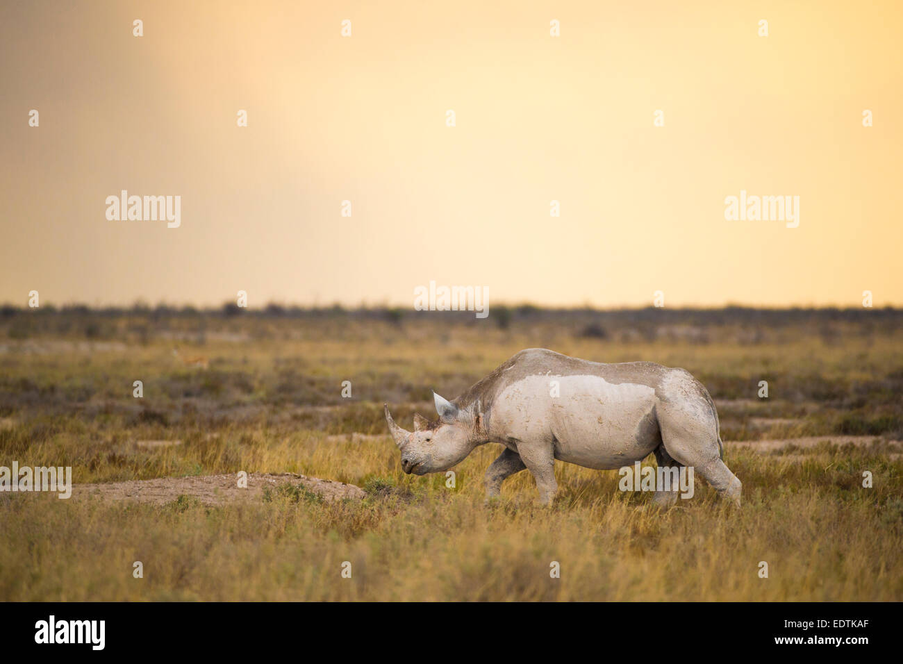 Nero (Rhinceros Diceros simum) in fading luce diurna Foto Stock