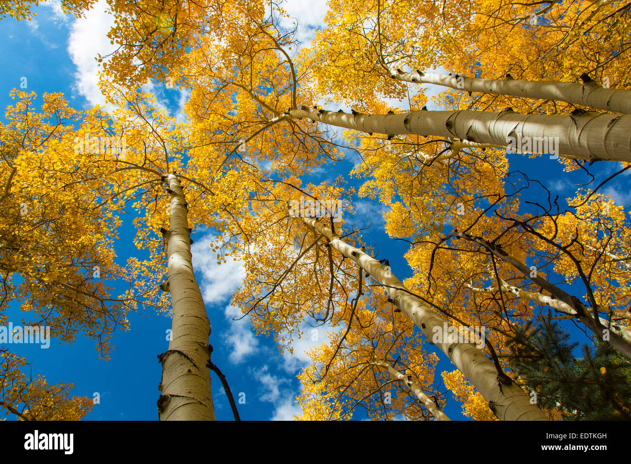Guardando in alto nella sommità di colore giallo brillante caduta alberi di Aspen in Colorado Foto Stock