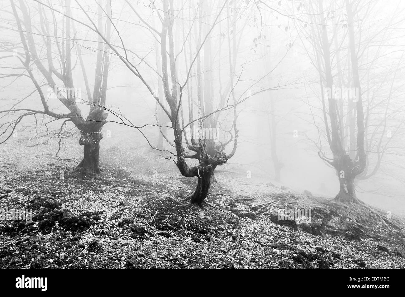 Foresta con nebbia in bianco e nero Foto Stock