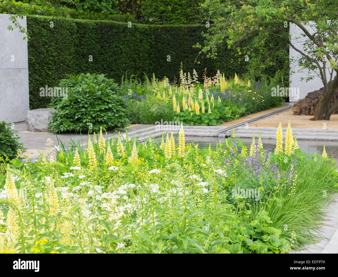 Londra, UK, 20 maggio 2014 RHS Chelsea Flower Show primo giorno. Il Laurent-Perrier giardino disegnato da Luciano Giubbilei. Mi oro Foto Stock