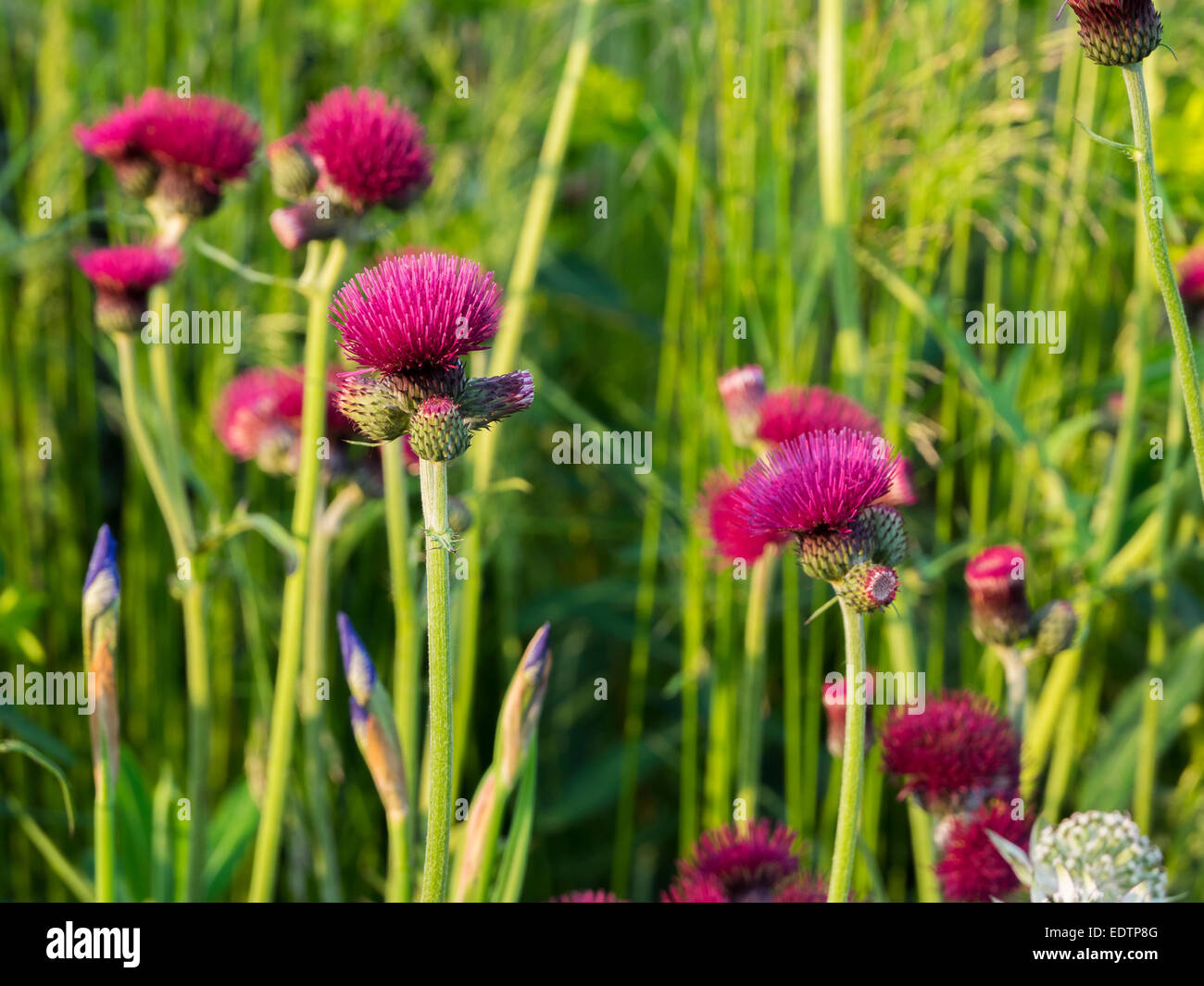 CIRSIUM RIVULARE giardino confine fiore rosso porpora Foto Stock