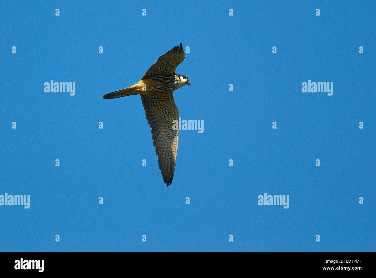 Eurasian Hobby (Falco Subbuteo®) in volo, il delta del Danubio, Romania, Europa Foto Stock