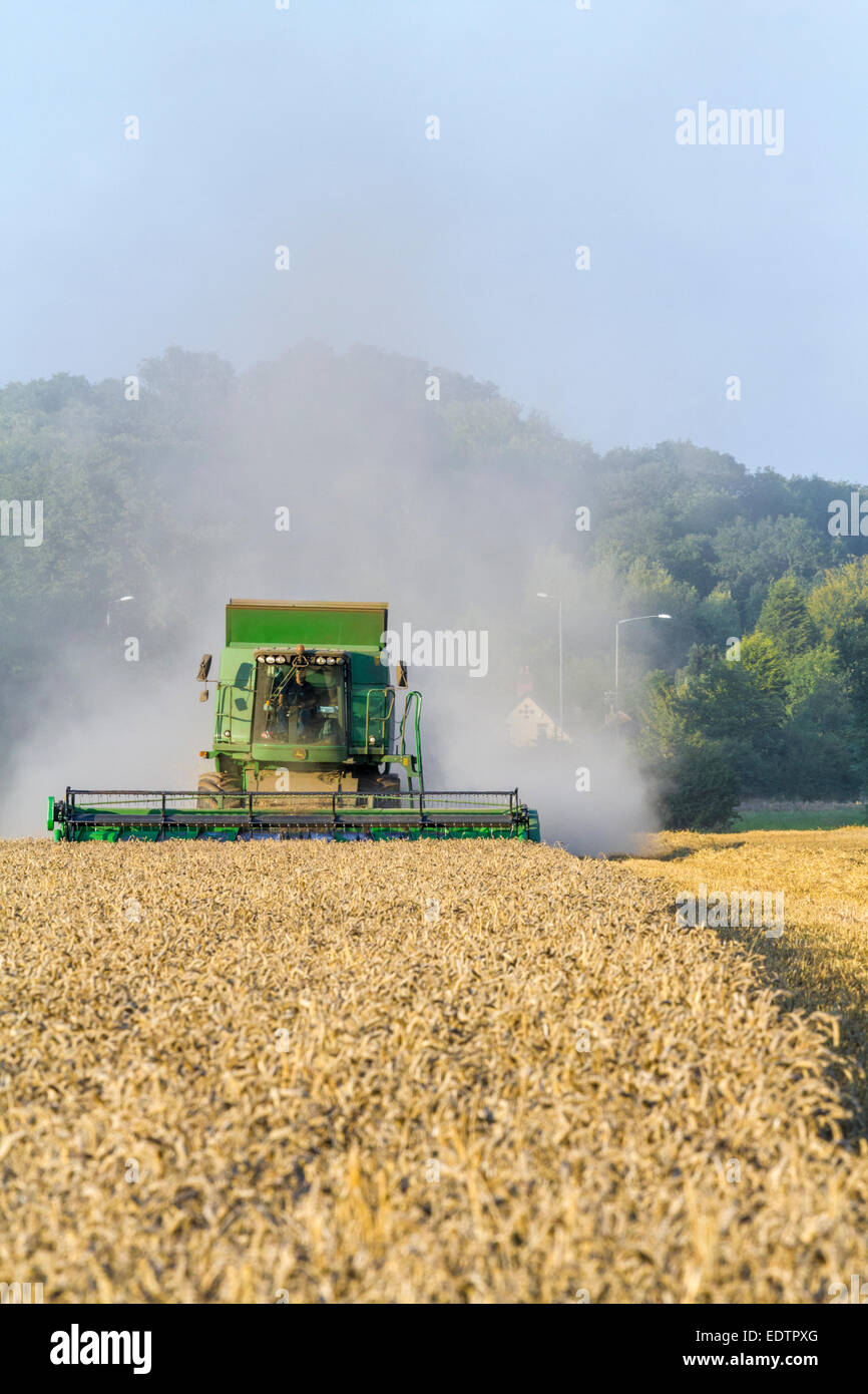 Mietitrebbia il raccolto di un campo di grano, Burton Joyce, Nottinghamshire, England, Regno Unito Foto Stock