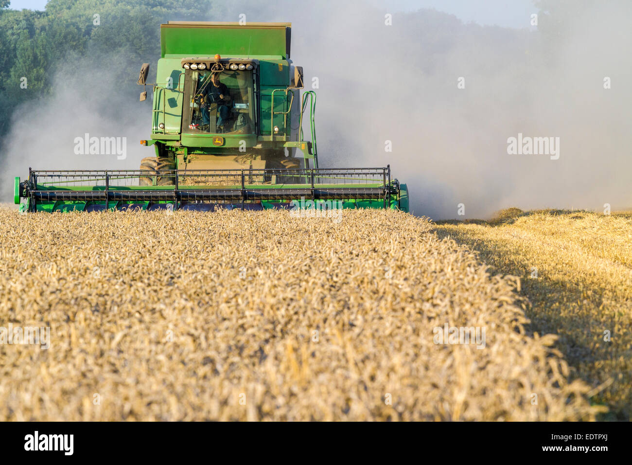 Mietitura del grano. Mietitrebbia in un campo di grano raccolta nel Nottinghamshire, England, Regno Unito Foto Stock