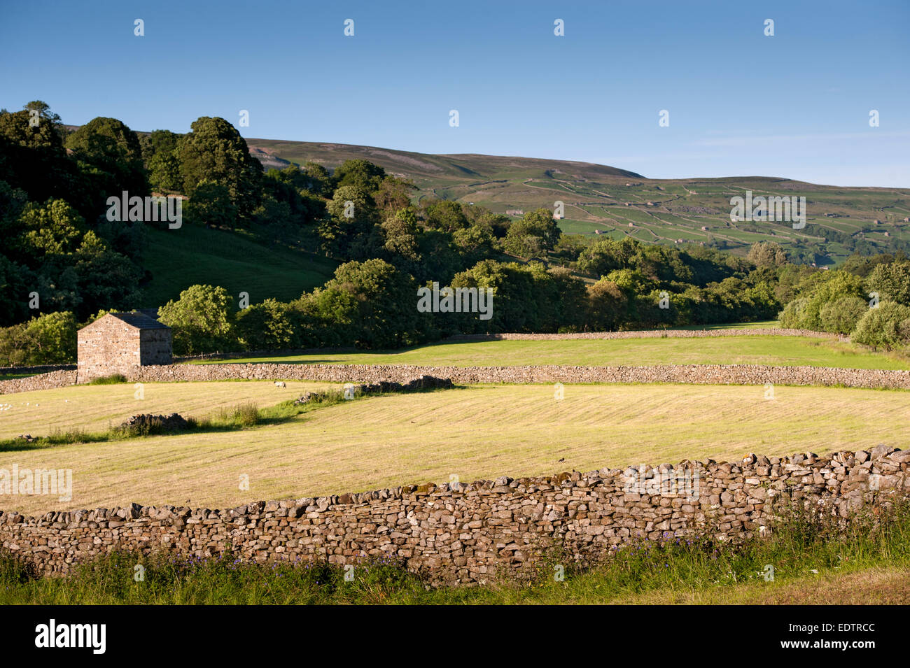 Di recente i prati falciati e campo fienile vicino Muker, Swaledale su una sera d'estate. Yorkshire, Regno Unito. Foto Stock