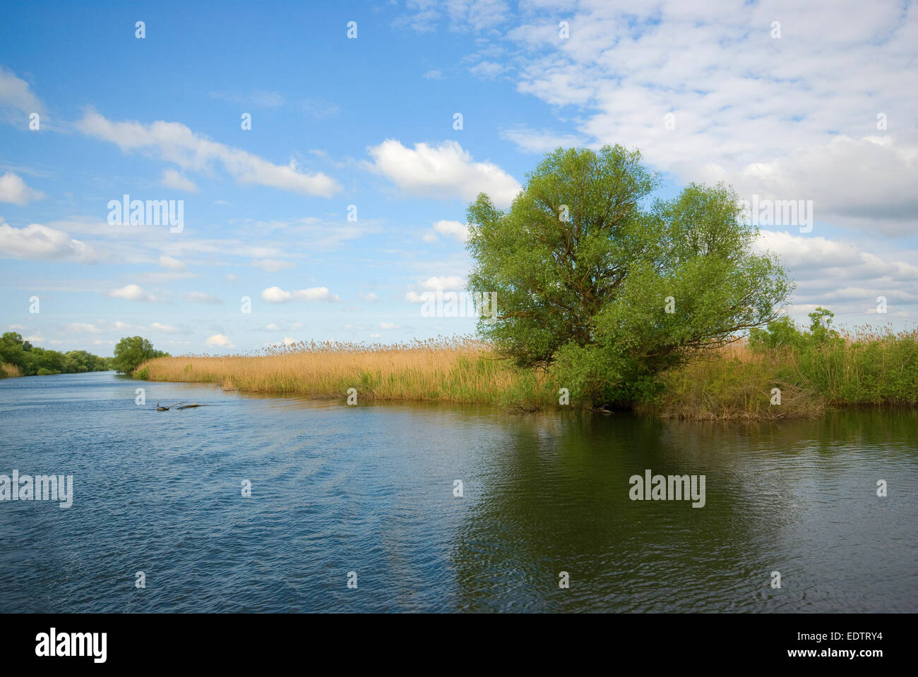 Il delta del Danubio, Romania, Europa Foto Stock