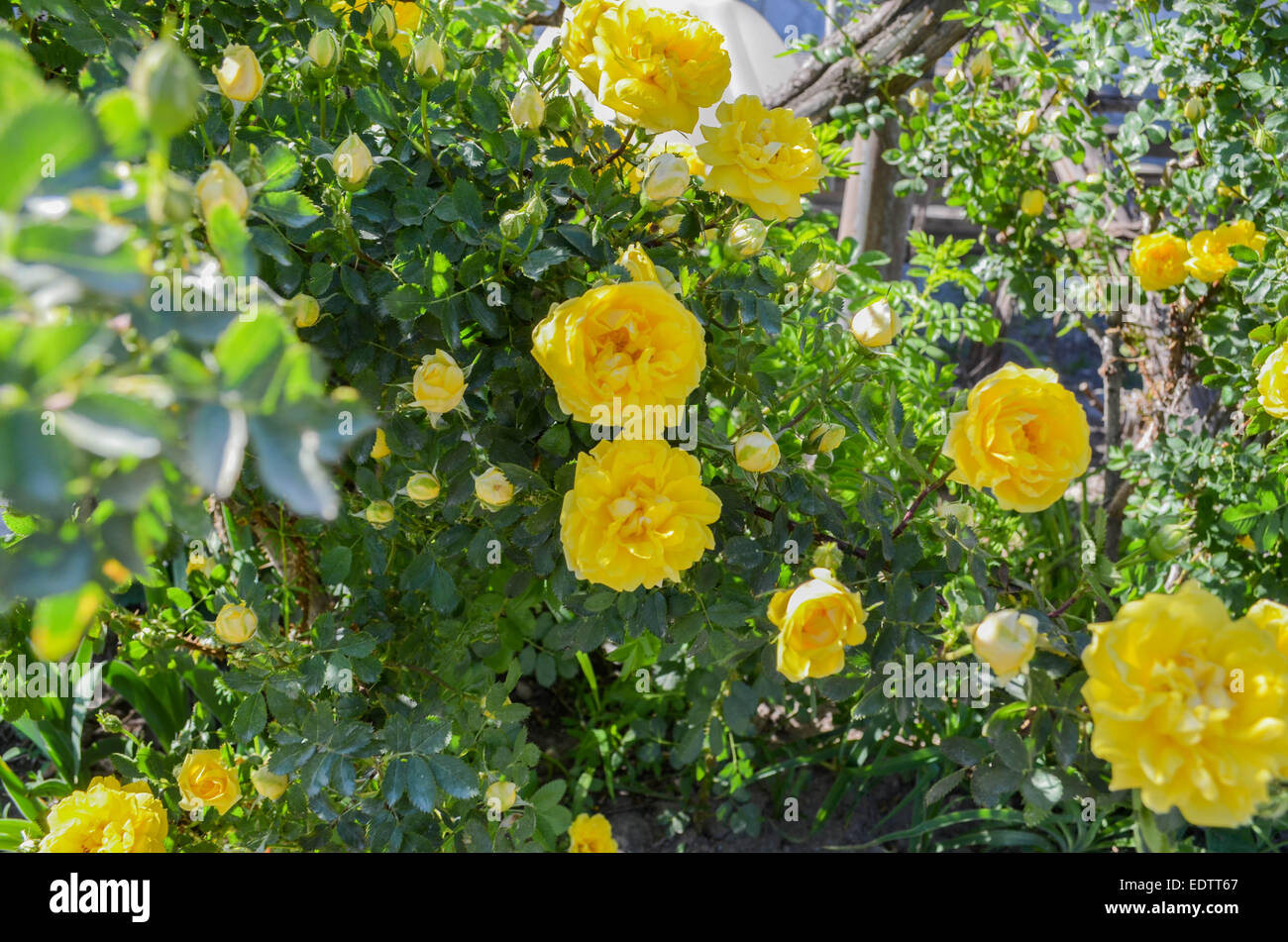Twining rose giallo Foto Stock