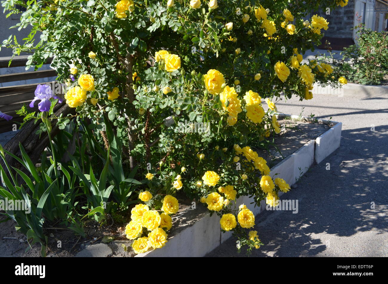 Iridi di porpora e giallo rose vicino a casa Foto Stock