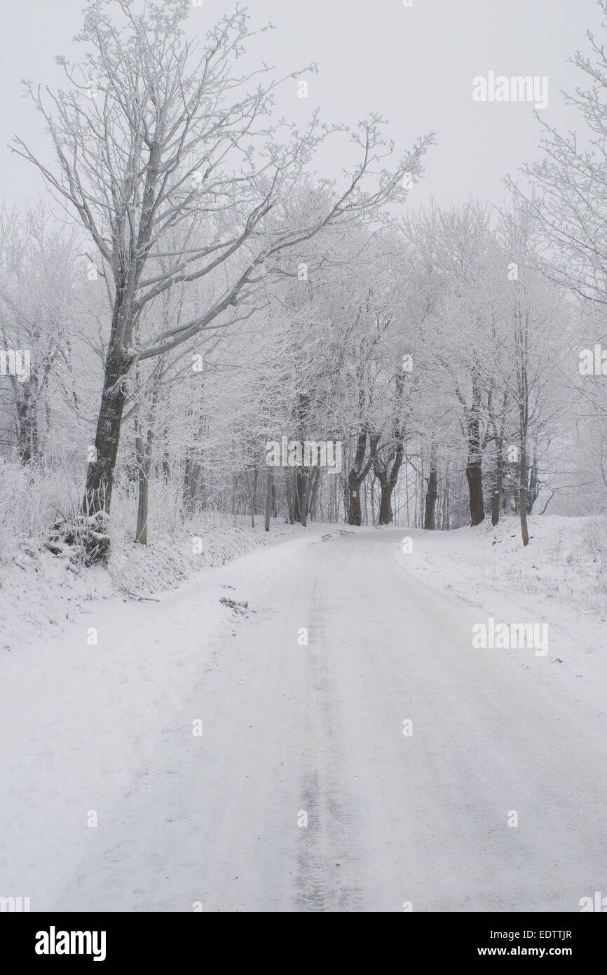 Bellissima scena di alberi smerigliato in una fila con coperta di neve road Foto Stock