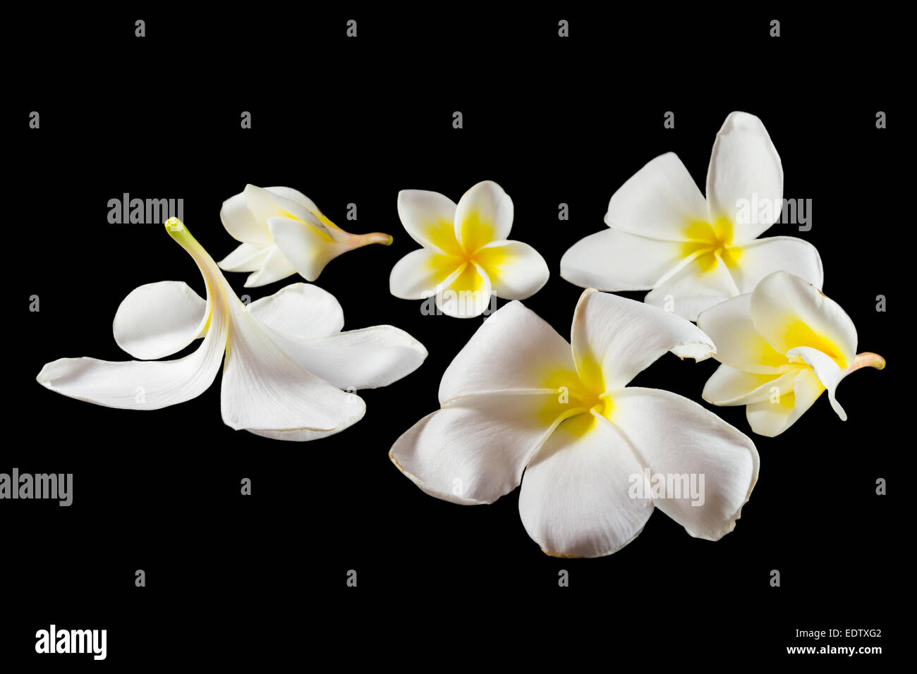 Gruppo di Plumeria (altro nome : Frangipani , struttura Pagoda, Tempio tree,Apocynaceae,leelawadee, lunthom) su sfondo nero (isol Foto Stock