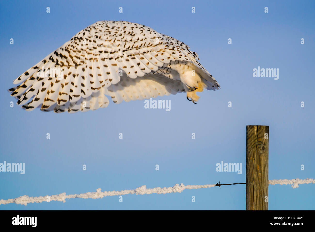 Civetta delle Nevi di prendere il volo da un palo da recinzione in le praterie in inverno Foto Stock
