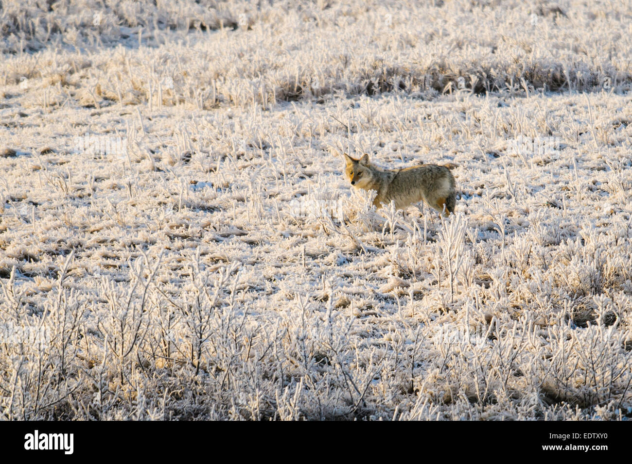 Wild coyote in coperto di brina praterie Foto Stock