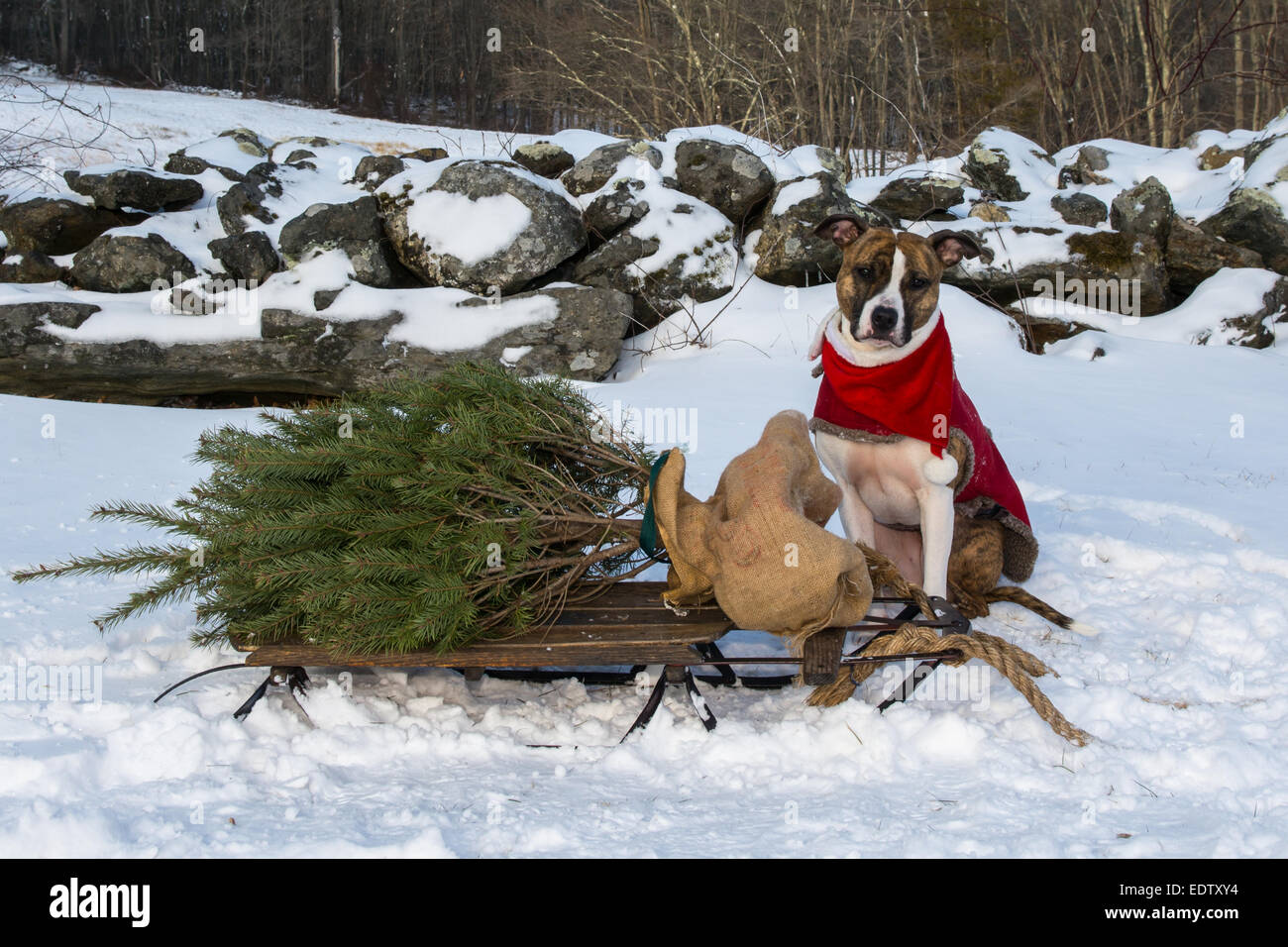 Portare a casa un albero di Natale. Foto Stock