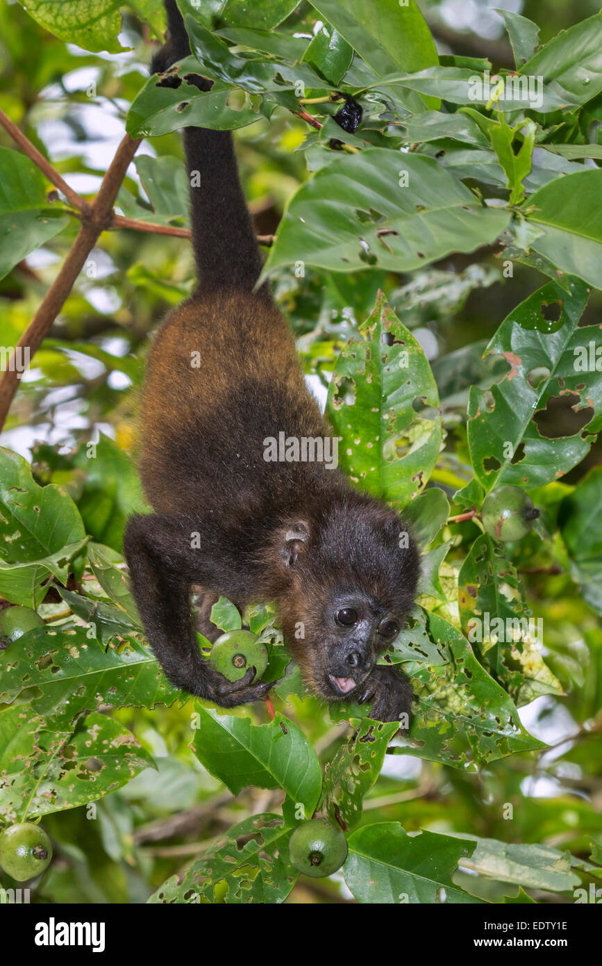 Baby mantled scimmia urlatrice (Alouatta palliata) mangiare le foglie nella foresta pluviale, Parco Nazionale Cahuita, Limon Costa Rica Foto Stock