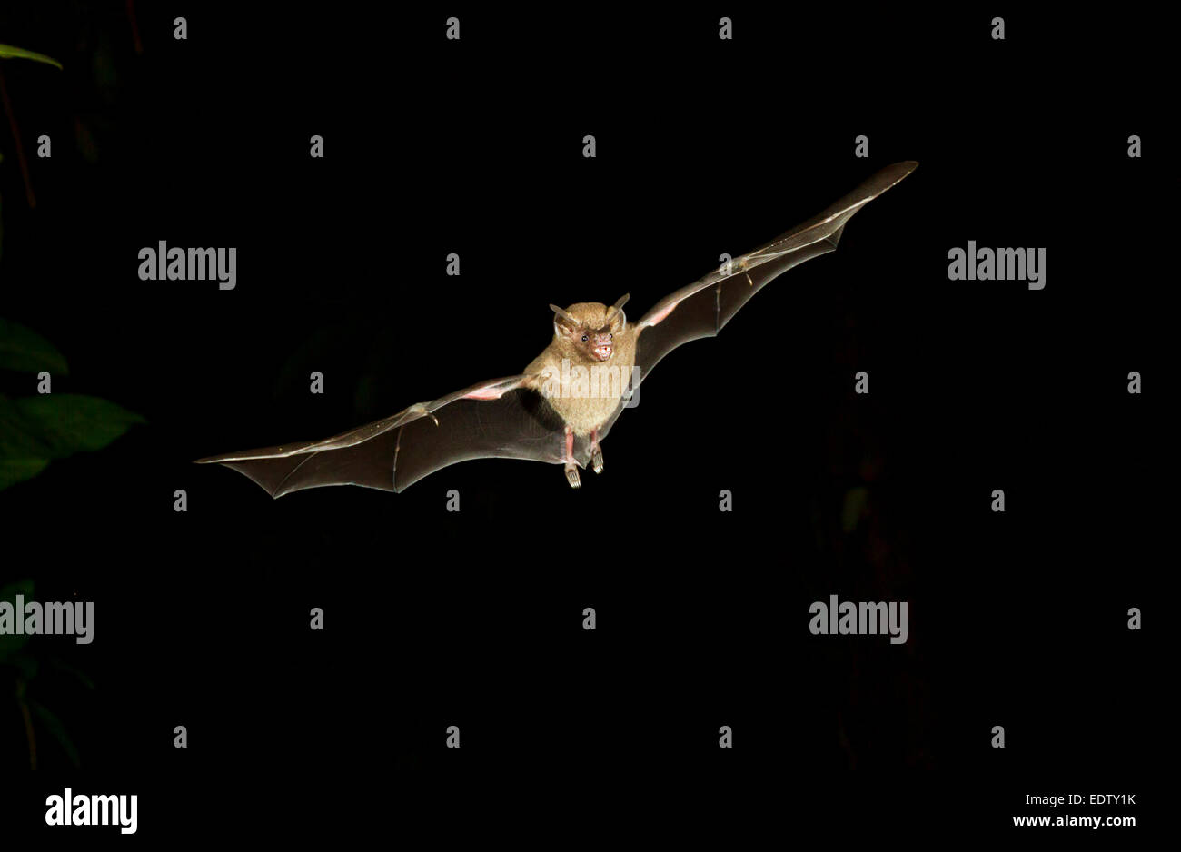 Il pipistrello di frutta a coda corta di Seba (Carollia perspicillata) che vola di notte, Tortuguero, Costa Rica. Foto Stock