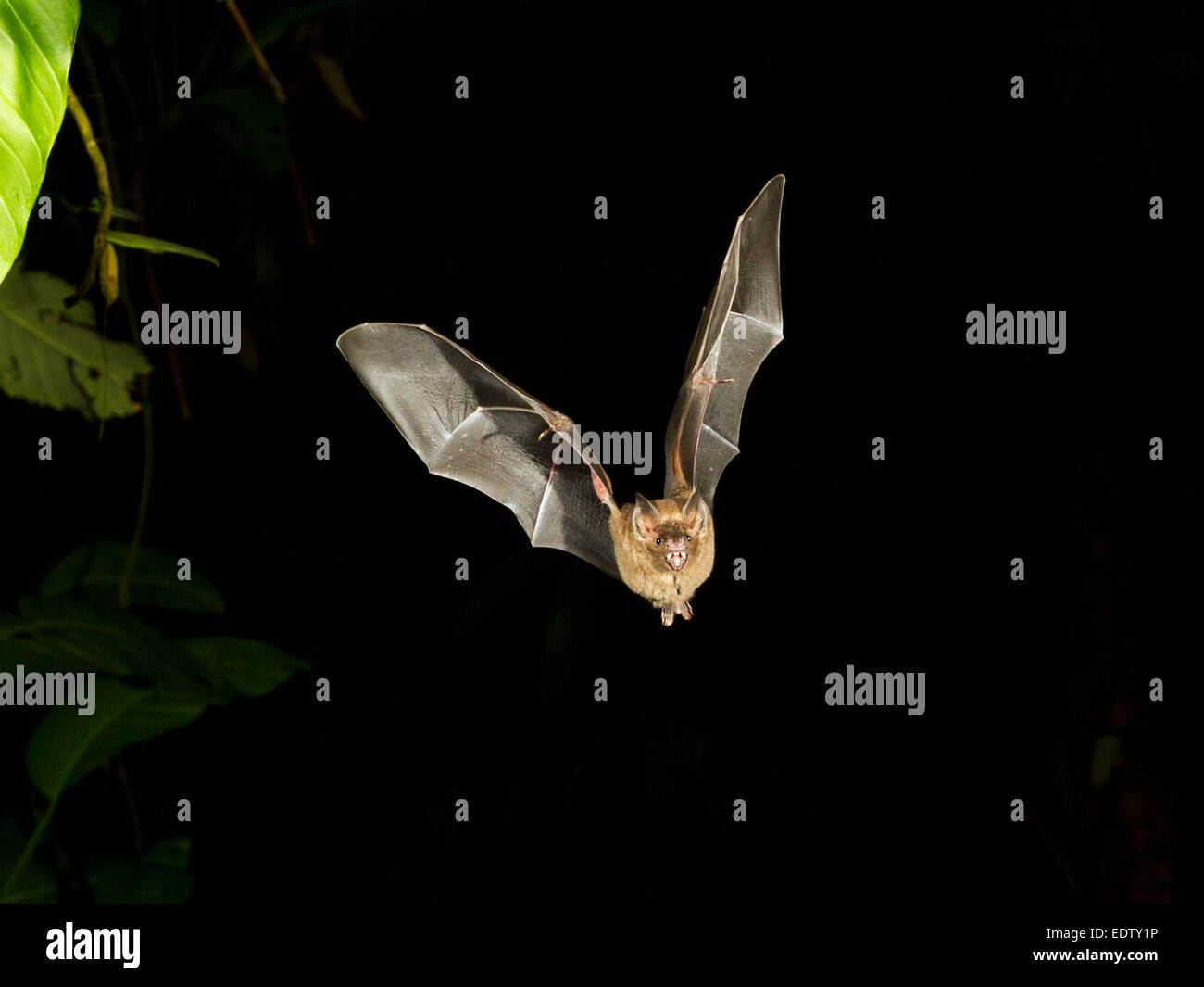Il pipistrello di frutta a coda corta di Seba (Carollia perspicillata) che vola di notte, Tortuguero, Costa Rica. Foto Stock
