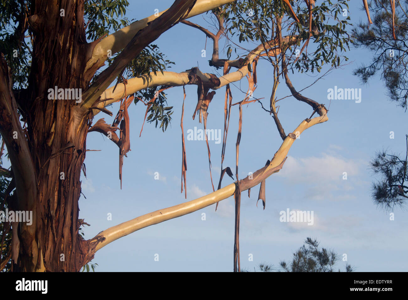Eucalipto gum tree spargimento corteccia in calore estivo del New South Wales NSW Australia Foto Stock