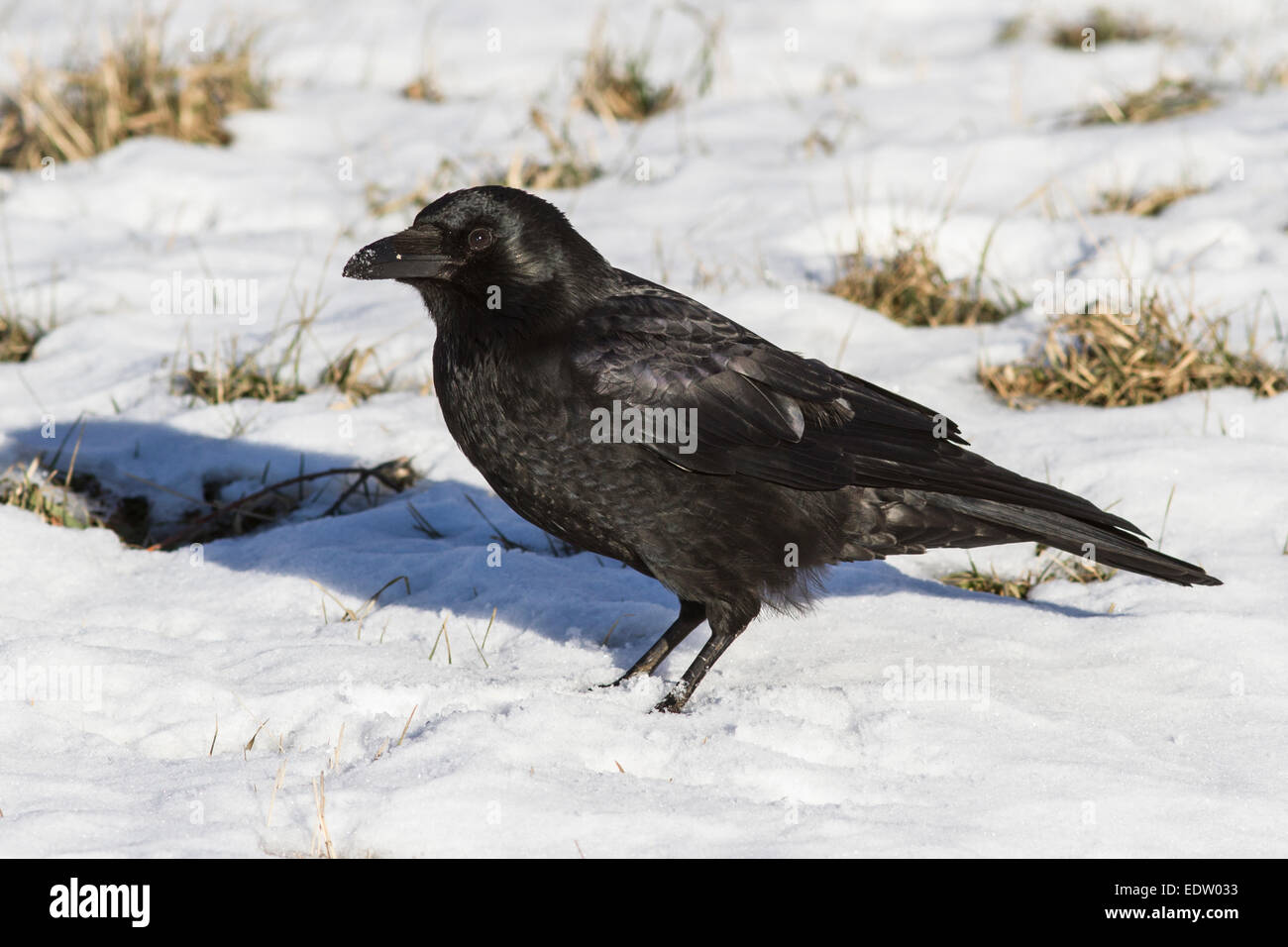 Carrion Crow è seduto sulla neve soleggiata giornata invernale Foto Stock