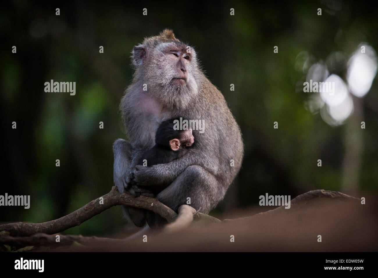 Un bambino e la Madre scimmia macaco in Indonesia Foto Stock