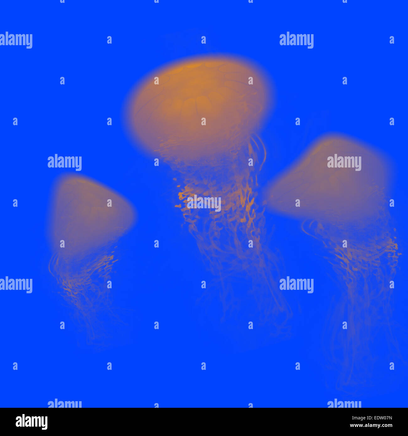 Giallo meduse nuotare nell'oceano blu acqua Foto Stock